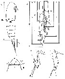 Espce Calanoides carinatus - Planche 24 de figures morphologiques