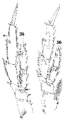 Species Acrocalanus longicornis - Plate 13 of morphological figures