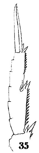 Espce Acrocalanus gracilis - Planche 8 de figures morphologiques