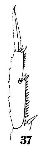 Espce Acrocalanus gibber - Planche 6 de figures morphologiques