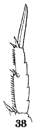 Espce Acrocalanus monachus - Planche 7 de figures morphologiques