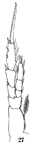 Species Drepanopus forcipatus - Plate 15 of morphological figures