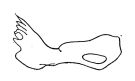 Espce Pseudocyclops umbraticus - Planche 1 de figures morphologiques