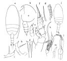 Espce Amallothrix valida - Planche 1 de figures morphologiques