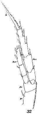 Espce Pseudocalanus elongatus - Planche 4 de figures morphologiques