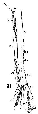 Espce Pseudocalanus elongatus - Planche 6 de figures morphologiques