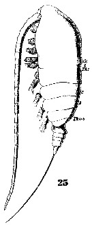 Espce Acrocalanus longicornis - Planche 15 de figures morphologiques