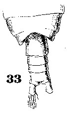 Espce Acrocalanus longicornis - Planche 16 de figures morphologiques