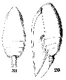 Espce Acrocalanus monachus - Planche 8 de figures morphologiques