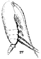 Espce Acrocalanus gracilis - Planche 9 de figures morphologiques