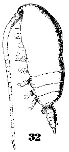 Espce Acrocalanus gibber - Planche 7 de figures morphologiques