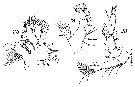 Espce Drepanopus forcipatus - Planche 16 de figures morphologiques