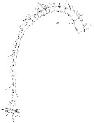Espce Nullosetigera giesbrechti - Planche 4 de figures morphologiques