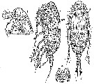 Espce Paracalanus denudatus - Planche 10 de figures morphologiques