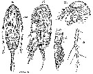 Espce Paracalanus nanus - Planche 8 de figures morphologiques