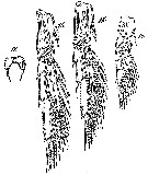 Espce Paracalanus nanus - Planche 9 de figures morphologiques