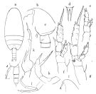 Espce Amallothrix pseudoarcuata - Planche 1 de figures morphologiques