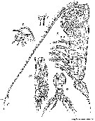 Espce Elenacalanus princeps - Planche 5 de figures morphologiques