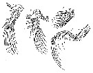 Espce Spinocalanus validus - Planche 4 de figures morphologiques