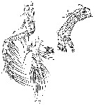 Espce Spinocalanus angusticeps - Planche 10 de figures morphologiques