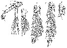 Espce Spinocalanus hirtus - Planche 3 de figures morphologiques
