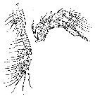 Espce Spinocalanus magnus - Planche 12 de figures morphologiques
