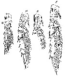 Espce Spinocalanus magnus - Planche 13 de figures morphologiques