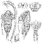 Espce Mimocalanus major - Planche 1 de figures morphologiques