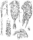 Espce Monacilla typica - Planche 13 de figures morphologiques