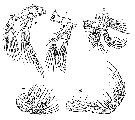 Espce Monacilla typica - Planche 14 de figures morphologiques