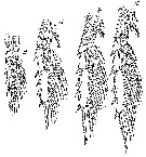 Espce Monacilla typica - Planche 15 de figures morphologiques