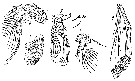 Espce Monacilla typica - Planche 17 de figures morphologiques