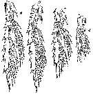 Espce Monacilla tenera - Planche 3 de figures morphologiques