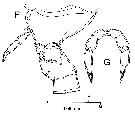 Espce Stephos vivesi - Planche 1 de figures morphologiques