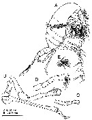 Espce Stephos vivesi - Planche 5 de figures morphologiques