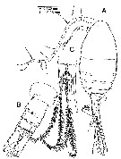 Species Stephos vivesi - Plate 6 of morphological figures