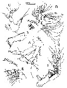 Species Stephos vivesi - Plate 8 of morphological figures