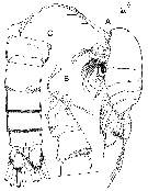 Espce Stephos margalefi - Planche 5 de figures morphologiques