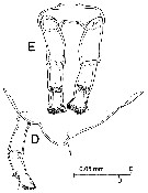 Espce Stephos margalefi - Planche 10 de figures morphologiques