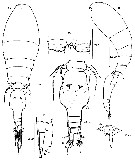 Espce Triconia denticula - Planche 1 de figures morphologiques
