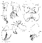 Espce Triconia denticula - Planche 2 de figures morphologiques
