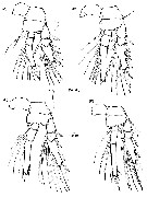 Espce Triconia denticula - Planche 3 de figures morphologiques