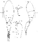 Espce Triconia umerus - Planche 5 de figures morphologiques