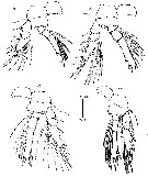 Espce Triconia umerus - Planche 7 de figures morphologiques