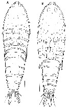Espce Parathalestris jejuensis - Planche 1 de figures morphologiques
