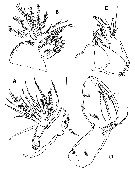 Espce Parathalestris jejuensis - Planche 2 de figures morphologiques