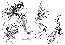 Espce Aetideopsis rhinoceros - Planche 2 de figures morphologiques