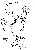 Espce Aetideopsis rhinoceros - Planche 5 de figures morphologiques