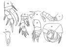 Espce Pseudocyclops mirus - Planche 1 de figures morphologiques