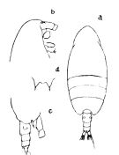 Espce Scolecithricella vespertina - Planche 1 de figures morphologiques